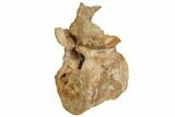 Bargain, Fossil Theropod Dinosaur Caudal Vertebra - Morocco #192544-3